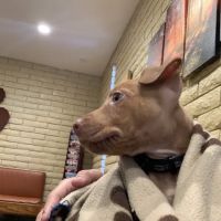 Catalina Animal Hospital ico