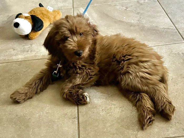 Catalina Animal Hospital Picture 6
