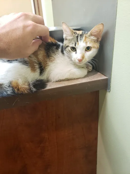 Catalina Animal Hospital Picture 3
