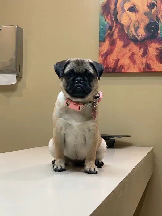 Catalina Animal Hospital Picture 2