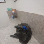 Acoma Animal Hospital