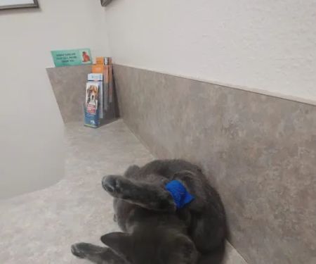 Acoma Animal Hospital