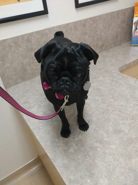 Acoma Animal Hospital Picture 3