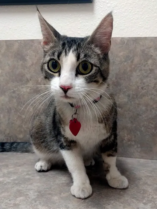 Acoma Animal Hospital Picture 2