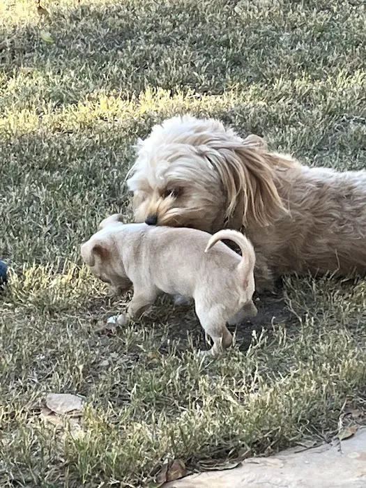 Acoma Animal Clinic Picture 7