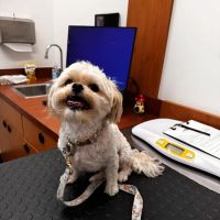 PetSmart Veterinary Services - Phoenix (Metro Center) ico