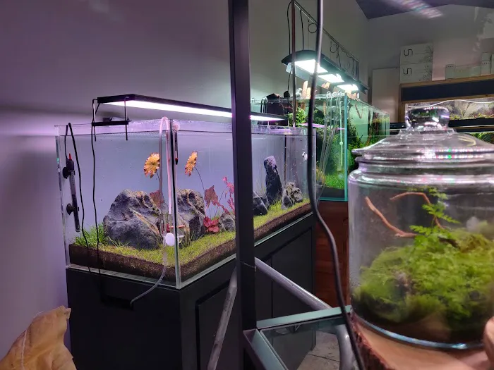 Nature Aquarium Picture 2