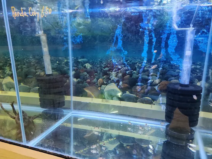 Nature Aquarium Picture 3