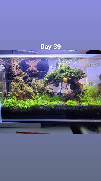 Nature Aquarium Picture 1