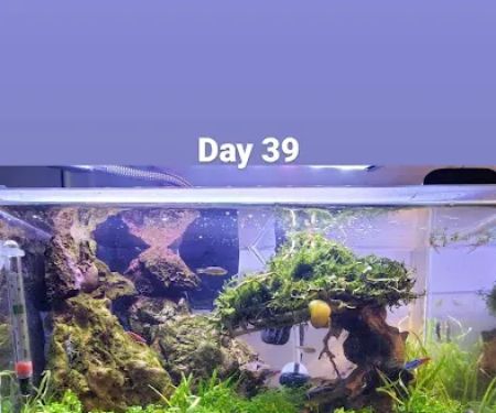Nature Aquarium
