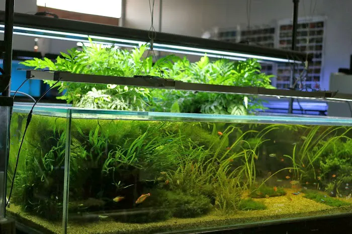 Nature Aquarium Picture 7