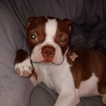 Vetco Vaccination Clinic