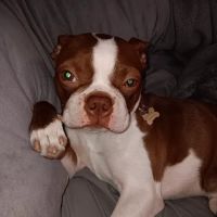 Vetco Vaccination Clinic ico