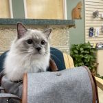 Larkspur Cat Clinic