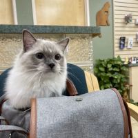 Larkspur Cat Clinic ico