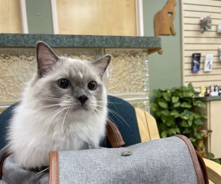 Larkspur Cat Clinic