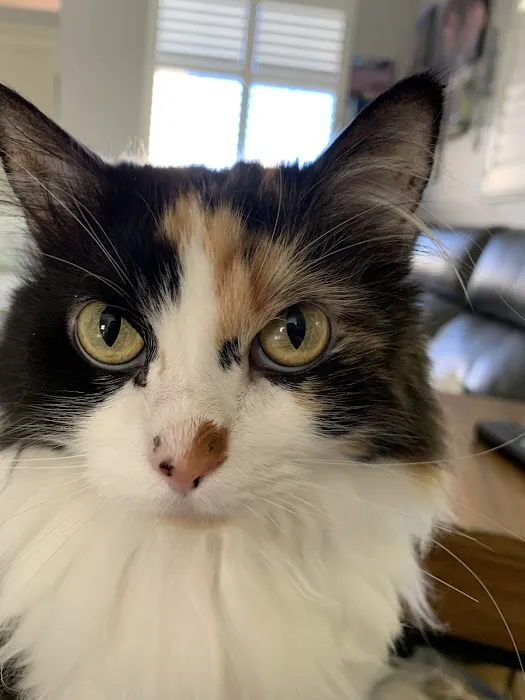 Larkspur Cat Clinic Picture 2