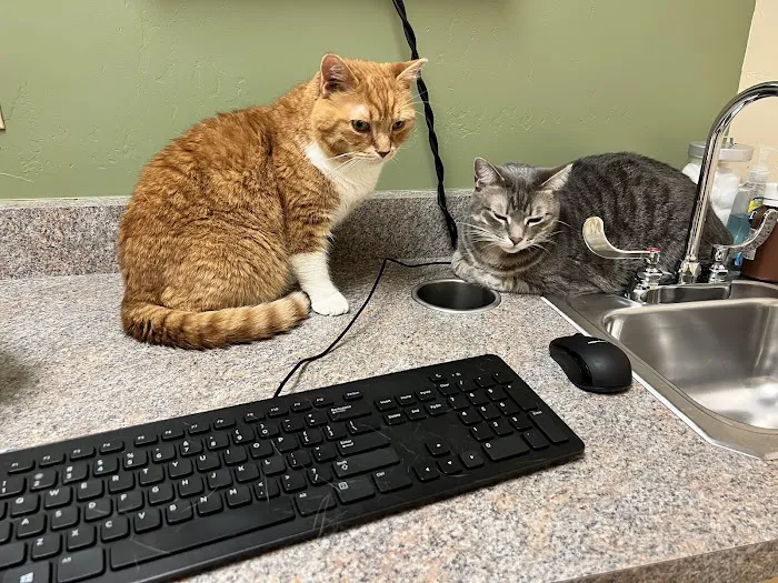 Larkspur Cat Clinic Picture 5