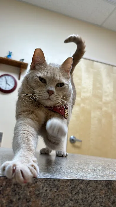 Larkspur Cat Clinic Picture 8