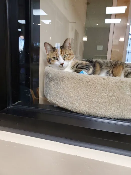 Larkspur Cat Clinic Picture 9