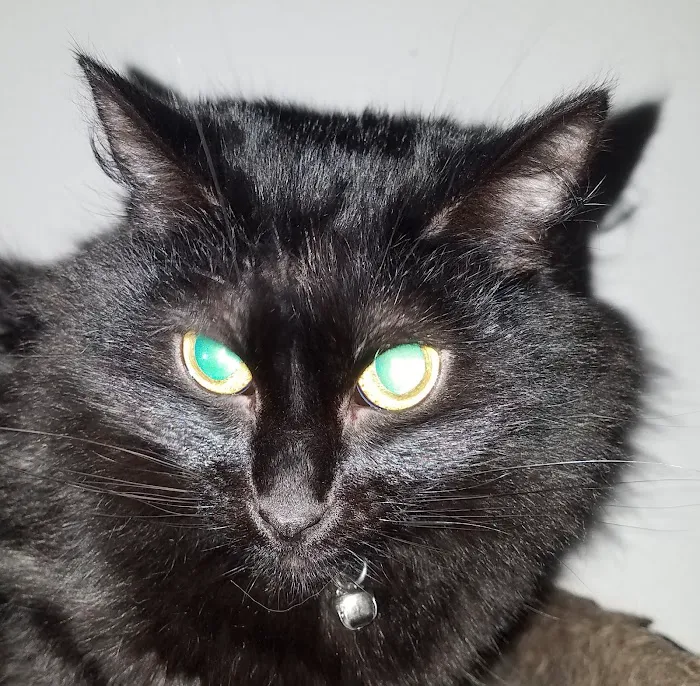 Metro Pet Spay & Neuter Picture 2