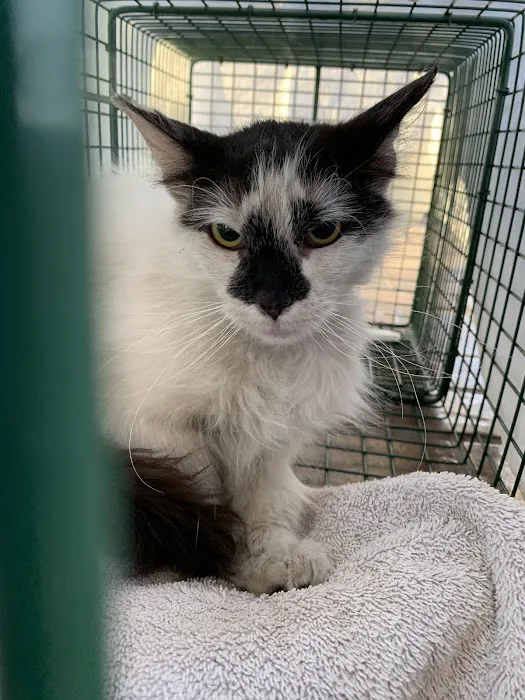 Metro Pet Spay & Neuter Picture 3