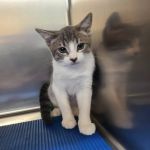 Metro Pet Spay & Neuter
