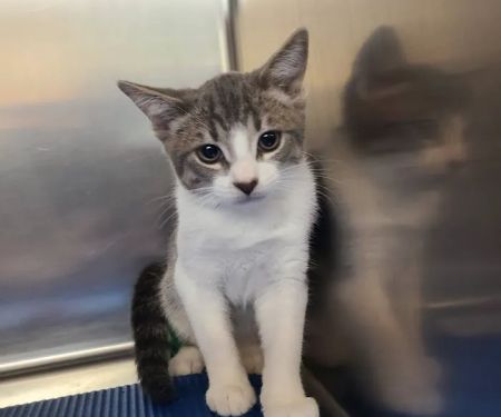 Metro Pet Spay & Neuter