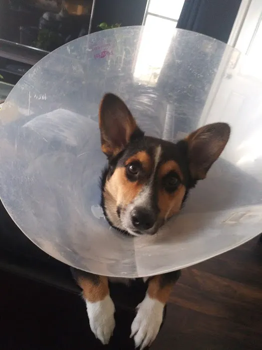Metro Pet Spay & Neuter Picture 6