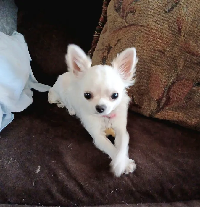 Metro Pet Spay & Neuter Picture 9