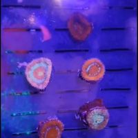 ART'S PIRATE SHIP ico