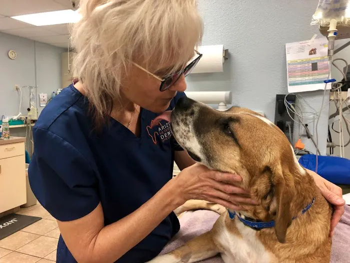 Arizona Veterinary Dental Specialists - Peoria Picture 2
