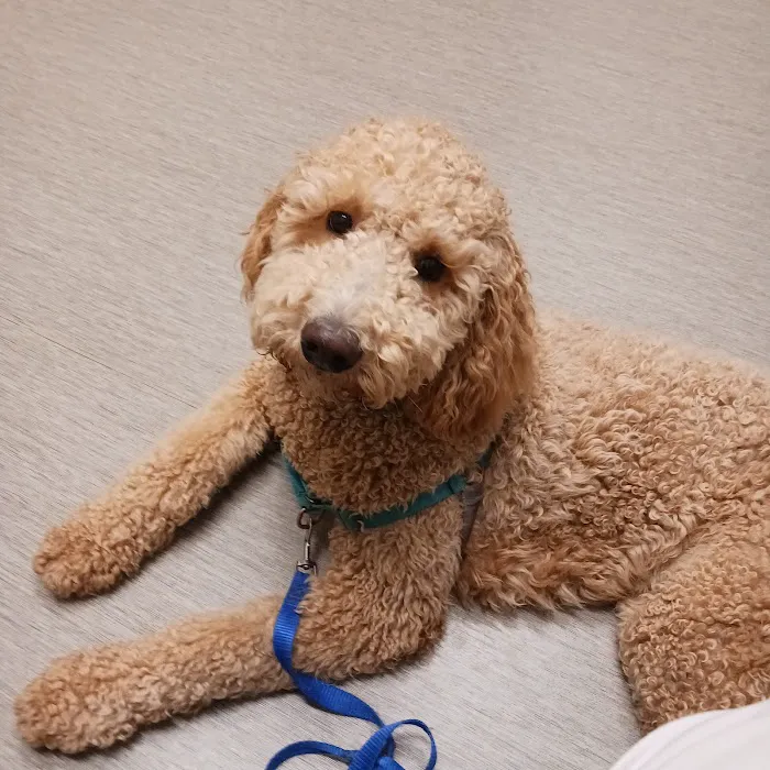 Arizona Veterinary Dental Specialists - Peoria Picture 7