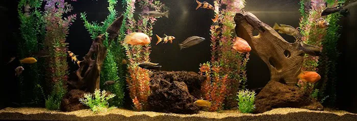 Aquatech Aquarium Service Picture 7