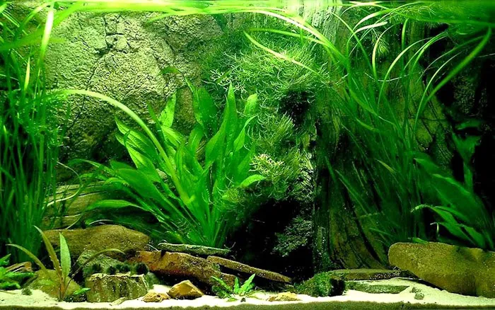 Aquatech Aquarium Service Picture 9