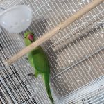Damasco pet shop