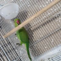 Damasco pet shop ico