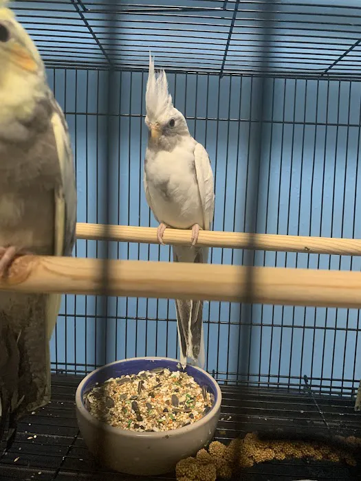 Damasco pet shop Picture 2