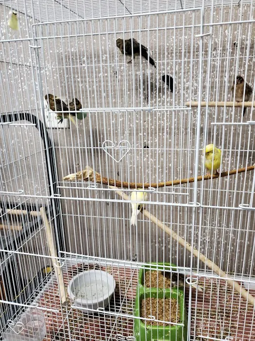Damasco pet shop Picture 5