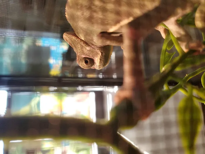 Damasco pet shop Picture 6