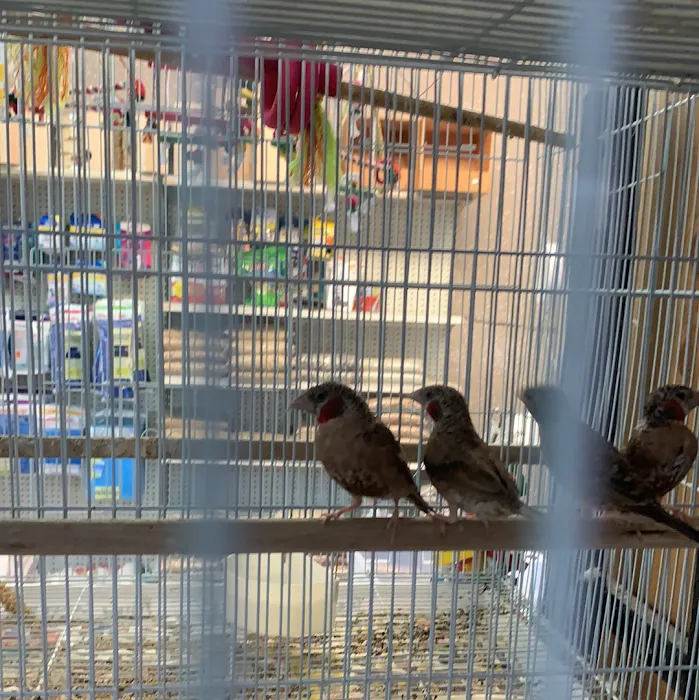 Damasco pet shop Picture 10