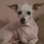 Banfield Pet Hospital