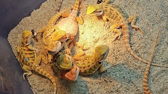 Tree of Life Exotic Pet Medical Center Picture 1