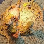 Tree of Life Exotic Pet Medical Center