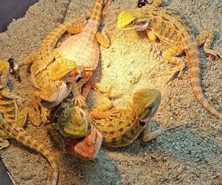 Tree of Life Exotic Pet Medical Center
