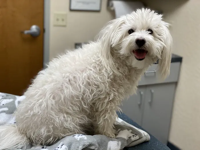 Foothills Animal Hospital Picture 6