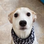 Foothills Animal Hospital