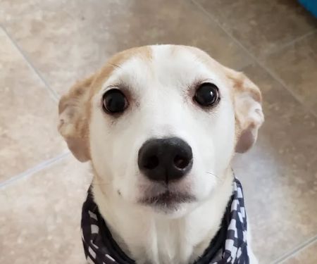 Foothills Animal Hospital