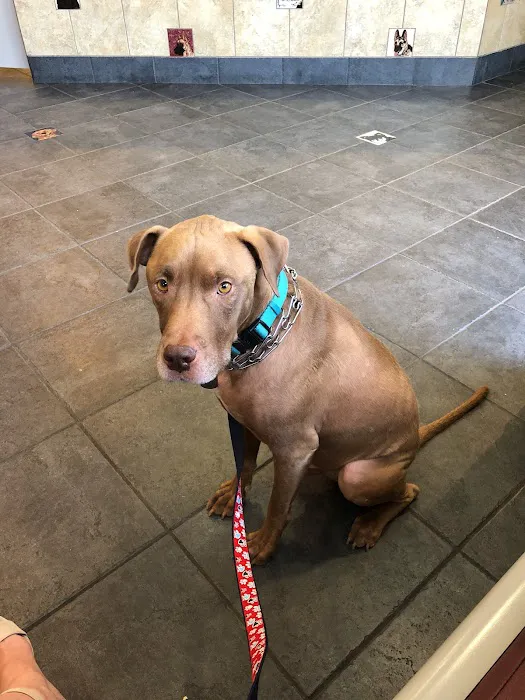 Foothills Animal Hospital Picture 8