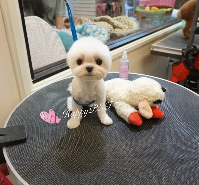 Happy Pet Picture 9